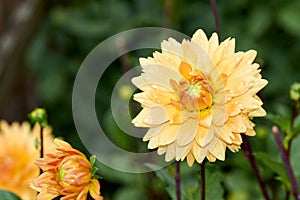 Dahlia flower called Dahlia Sylvia, grown in a garden