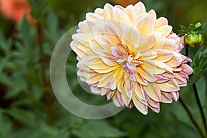 Dahlia flower called Dahlia Sylvia, grown in a garden