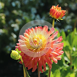 Dahlia flower close up