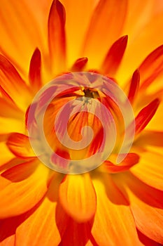 Dahlia flower close up