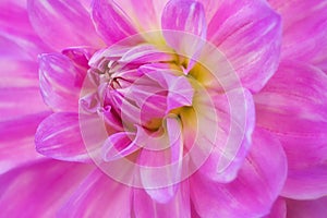 Dahlia Flower close-up