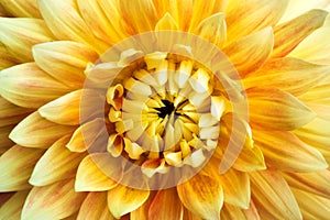 Dahlia flower closeup