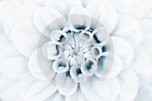 Dahlia flower closeup