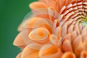 Dahlia flower closeup