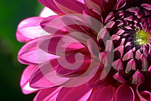 Dahlia flower closeup