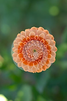 Dahlia flower closeup