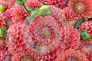 Dahlia flower closeup photo
