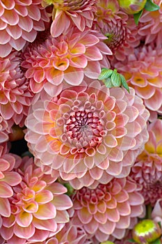 Dahlia flower closeup photo