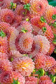 Dahlia flower closeup