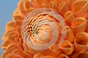 Dahlia flower closeup