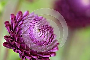 Dahlia flower closeup photo