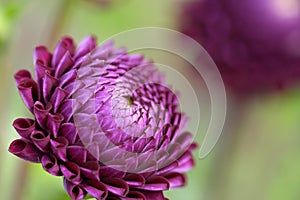 Dahlia flower closeup