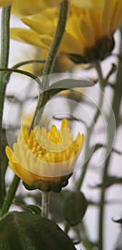 Dahlia flower closeup and blurred flower and stems on background.