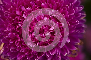 Dahlia flower, closeup of a purple bloom on a dahlia plant growing