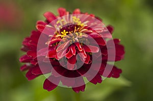 Dahlia flower, closeup of a purple bloom on a dahlia plant growing