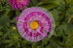 Dahlia flower, closeup of a purple bloom on a dahlia plant growing