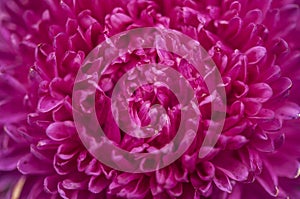 Dahlia flower, closeup of a purple bloom on a dahlia plant growing