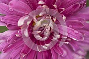 Dahlia flower, closeup of a purple bloom on a dahlia plant growing