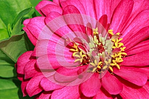 Dahlia Flower Closeup in Sunlight showing Yellow stickma