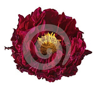 Dahlia flower dried, Red dahlia flower with yellow pollen isolated on white background, with clipping path