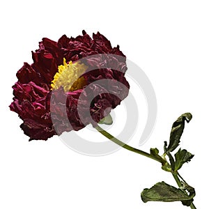 Dahlia flower dried, Red dahlia flower with yellow pollen and leaves isolated on white background, with clipping path