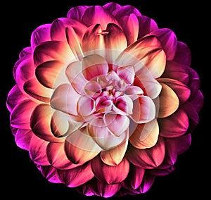 dahlia flower. Flower isolated on the black background. No