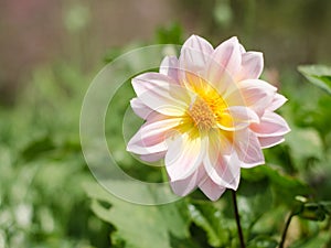 Dahlia flower in the garden. beautiful flower background. Pink Dahlia flower
