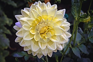 Dahlia flower in garden