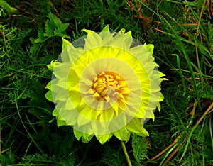Dahlia flower and green grass