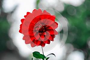 Dahlia flower on green and white stems against a white and gray backdrop