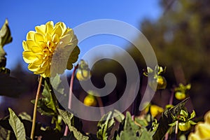 Dahlia flower grown in wild field