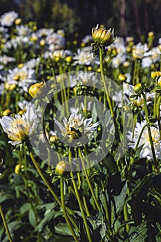 Dahlia flower grown in wild field