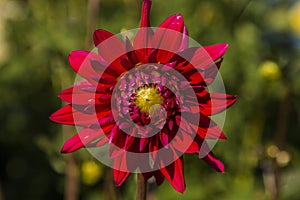 Dahlia flower grown in wild field