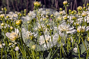 Dahlia flower grown in wild field