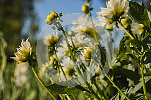 Dahlia flower grown in wild field