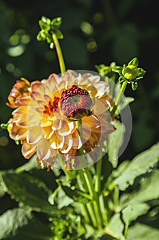 Dahlia flower grown in wild field