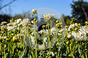 Dahlia flower grown in wild field