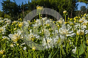 Dahlia flower grown in wild field