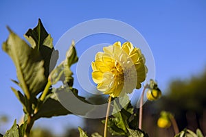 Dahlia flower grown in wild field