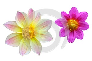 Dahlia flower h.eads isolate Yellow with pink and lilac dahlia photo