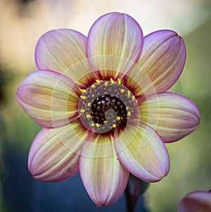 Dahlia flower head in autumn .