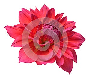 Dahlia flower head red isolated on white background