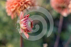 Dahlia flower head starting to open up, photographed from the side in natural day light.