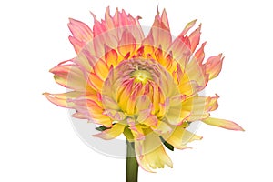 Dahlia flower head yellow-pink isolated on white background