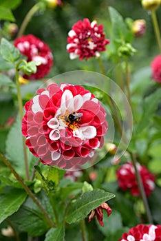 The dahlia is a flower highly appreciated for its ornamental beauty.