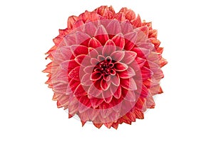 Dahlia flower isolated