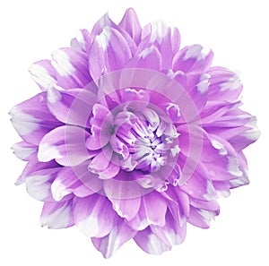 Dahlia. Flower on isolated background with clipping path. For design. Closeup.