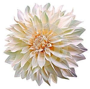 Dahlia. Flower on isolated background with clipping path. For design. Closeup.