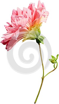Dahlia flower, isolated photo on white background
