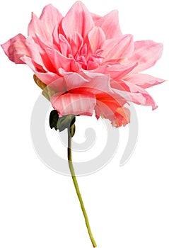 Dahlia flower, isolated photo on white background